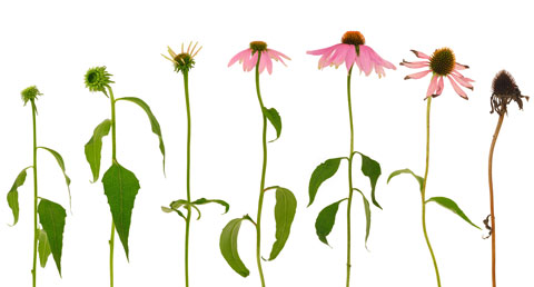 Learn how to grow and harvest echinacea in your home garden.