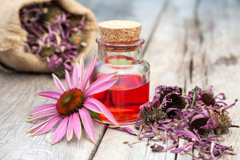 Overview of echinacea's herbal health benefits.