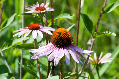 Echinacea purpurea, also known as Eastern purple coneflower, is one of three main species of echinacea used for herbal medicine.