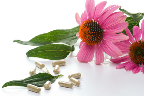 Echinacea is one of the most popular herbal supplements in Germany and the United States.