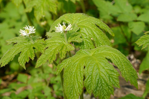 Goldenseal (Hydrastis canadensis) is a traditional medicinal herb.
