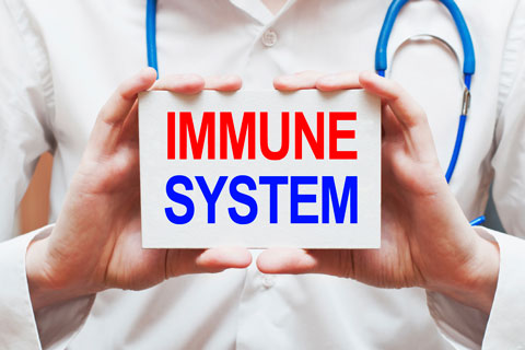 What are the known immune system effects of the 3 main echinacea species?